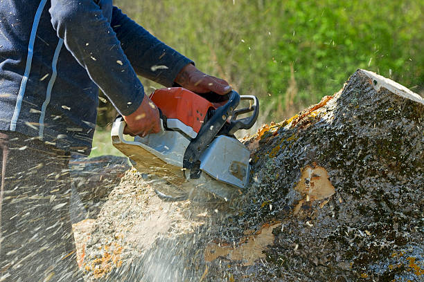 Best Seasonal Cleanup (Spring/Fall)  in Calabash, NC